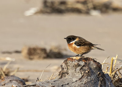 Stonechat, male.