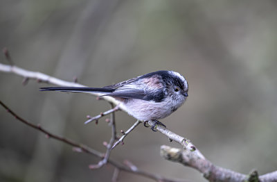 Long-tailed tit.