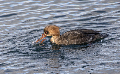 Red-breasted merganser. 1st winter male.