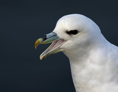 Fulmar