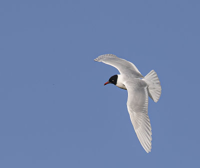 Mediterranean gull. adult.