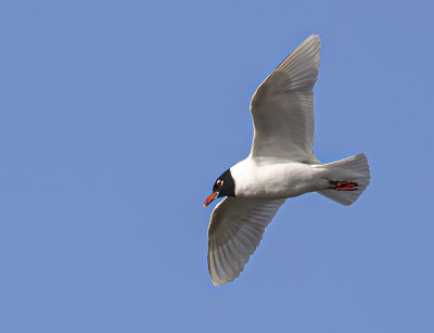 Mediterranean gull. adult.