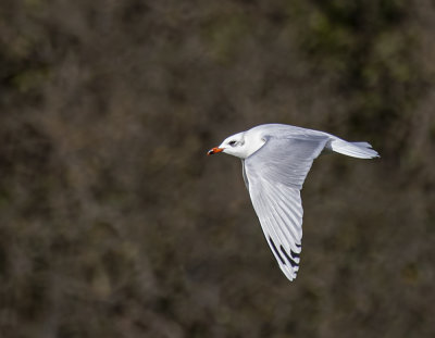 Mediterranean gull. 2nd winter.