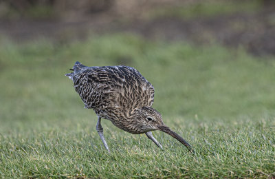 Curlew. 