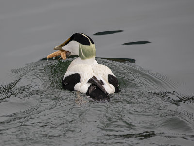 Eider Duck male.