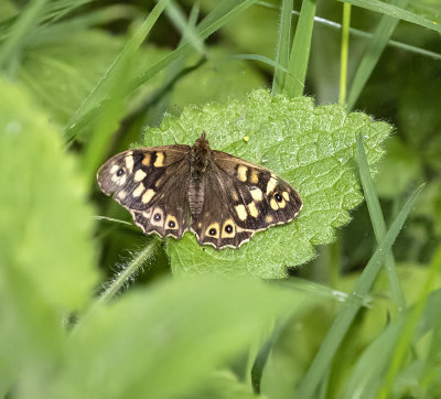 Speckled-wood Butterfly.