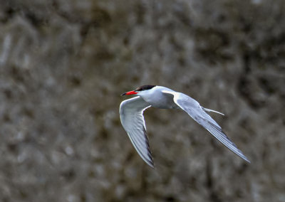 Common tern.