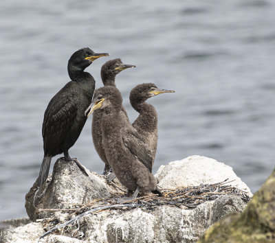 Shag plus Chicks
