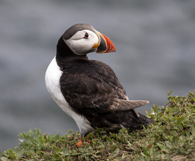 Puffin.