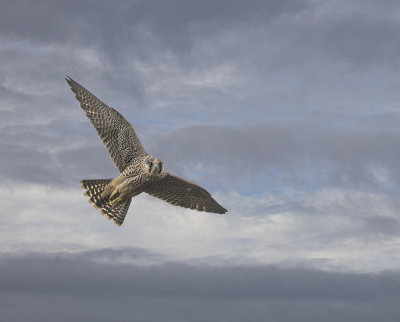 Peregrine, fledged juv.