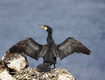 Cormorant.