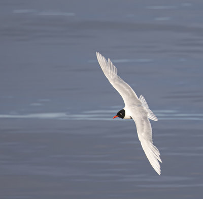 Mediterranean gull, adult