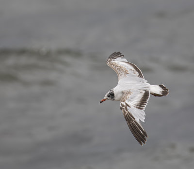 Mediterranean gull, 1st summer.