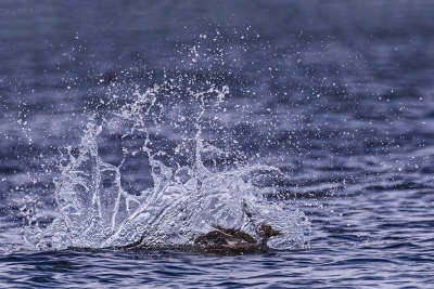 Eider, duck