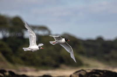 Mediterranean gull, 2nd Summer + Adult.