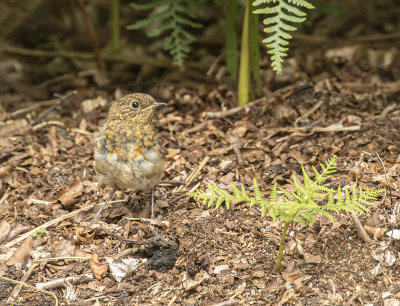 Robin. juvenile.