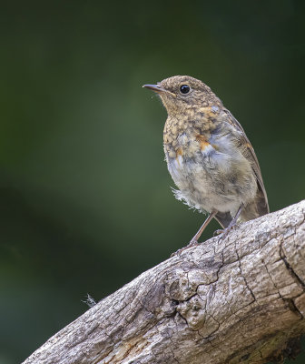 Robin..juvenile