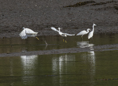 Little Egrets.