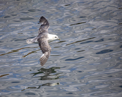 Fulmar.