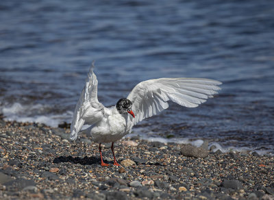 Mediterranean gull, adult