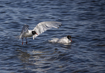 Mediterranean gull, 2nd Summer + Adult.