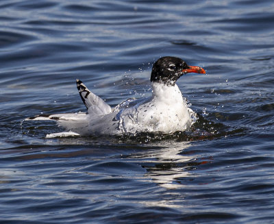 Mediterranean gull, 2nd Summer.