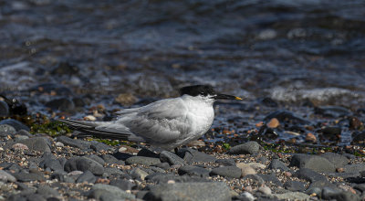Sandwich tern, adult.