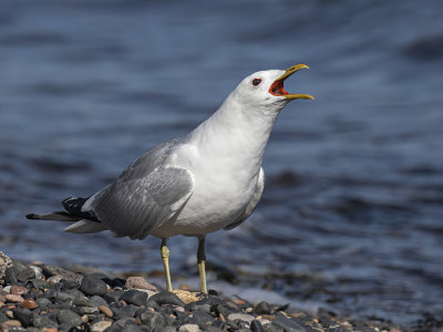 Common gull.