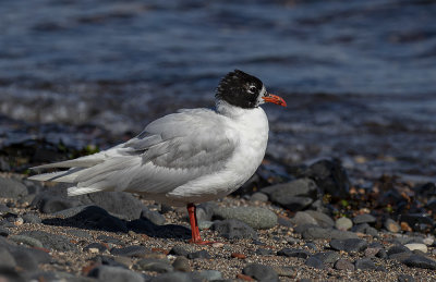 Med gull. adult.