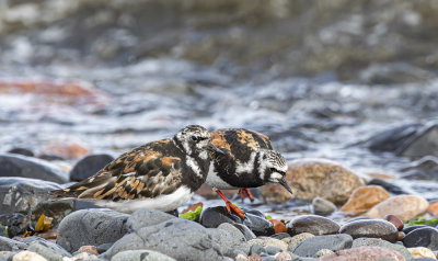 Turnstones.