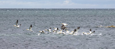 Northern Gannet.