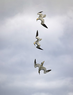 Northern Gannet