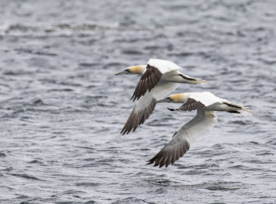 Northern Gannet.
