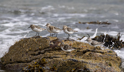 Sanderling.
