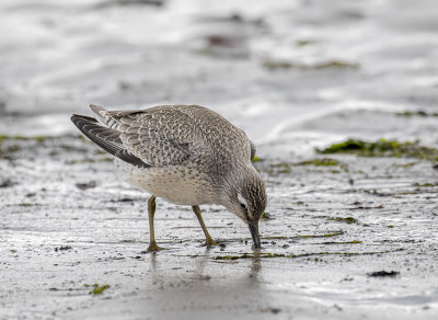 Knot. juvenile.