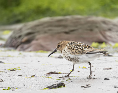 Dunlin.