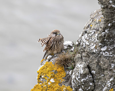 Kestrel, Juvenile.