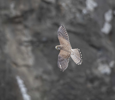 Kestrel
