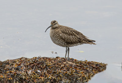 Whimbrel.