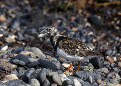 Turnstone.