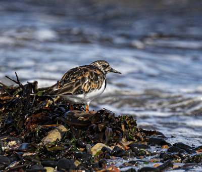 Turnstone.