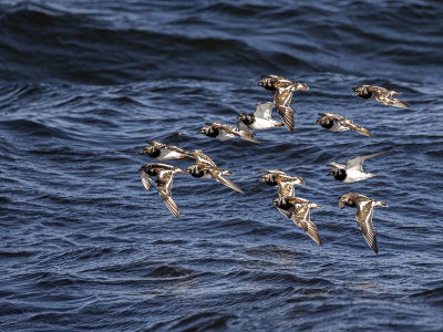 Turnstone