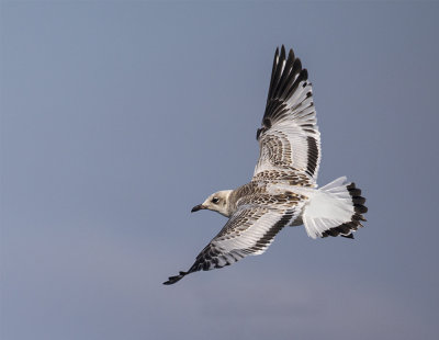 Mediterranean gull, Juvenile.