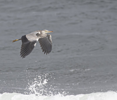 Grey Heron.
