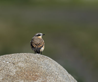 Northern Wheatear.