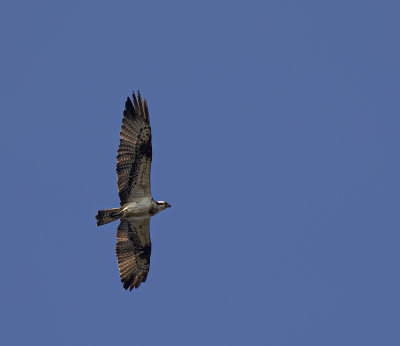 Osprey.