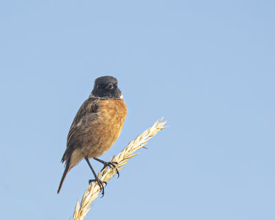 Stonechat. male.