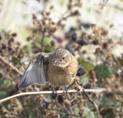 Stonechat. female.