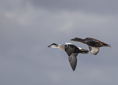 Eider pair.