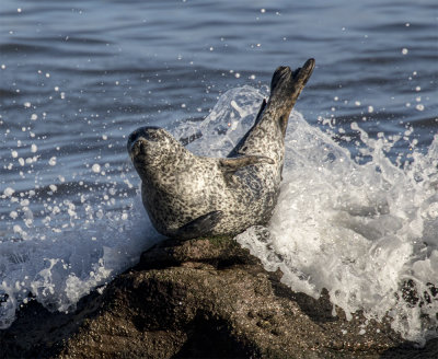 Harbour Seal.